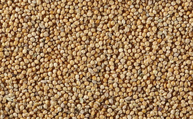 Millet seeds background and texture
