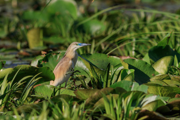 squacco heron (ardeola ralloides)