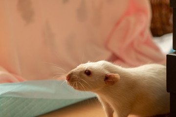 funny curious pet rat close-up