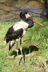 Black and white tropical bird