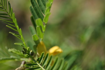 Texas wild plant life
