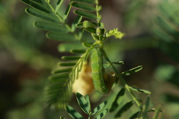 Texas wild plant life