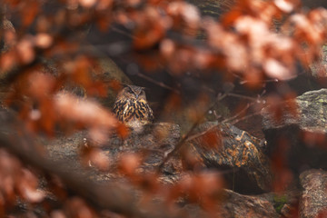 Eagle-owl (Bubo bubo) standing on a rock, taken through autumn trees