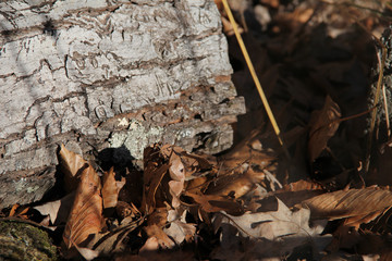 log and brown leaves