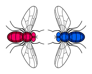 Two fly insects