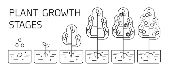 Tree growth stages infographics. Line art icons. Planting instruction template. Linear style illustration isolated on white. Planting fruits process.