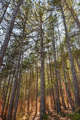 Pin forest in Serre du Loup  area of the National natural park of Barronnies Provencales in Southern France.