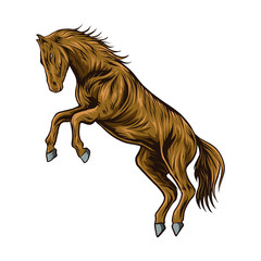 horse isolated on white background