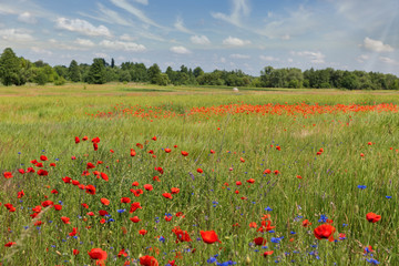 Summer landscape with wild poppies