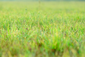 Bright beautiful grass on the field, grass texture, macro shot with blurry background.