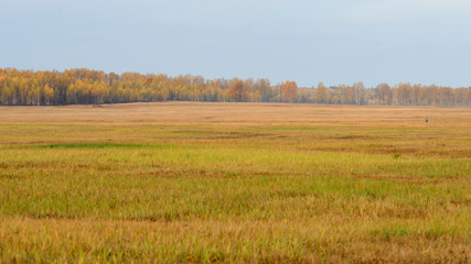 Fototapeta premium Lonely man in the autumn field against the background of the Russian forest and sky, landscape.