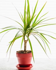 Dracaena, also known as dragon tree, close up on white background, back light from window