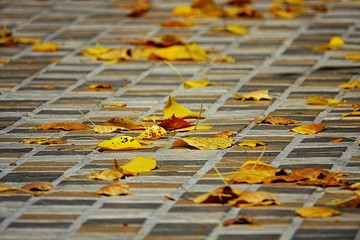  Fall season. Golden autumn park. Yellow leaves falling down on the ground.