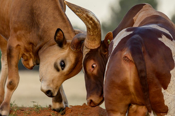 Ankole-Watusi on Green Grass in South Africa