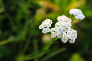 white flower in the garden