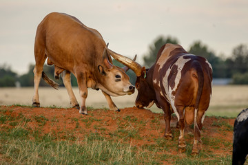 Ankole-Watusi on Green Grass in South Africa