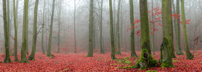 Panorama of forest covered with fog