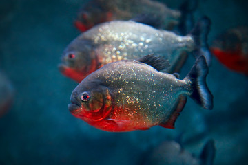 Red-bellied piranha Pygocentrus nattereri or Red piranha fish