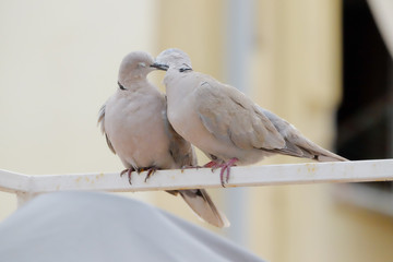 Two doves on the banister of the balcony in Barcelona Spain