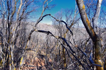 Hiking Trails in Oquirrh, Wasatch, Rocky Mountains in Utah Late Fall with leaves. Backpacking, biking, horseback through trees in the Yellow Fork and Rose Canyon by Salt Lake City. United States of Am