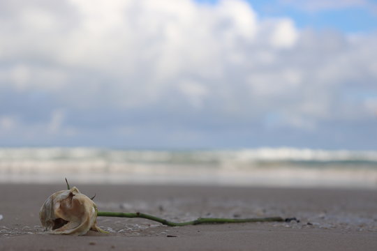 Rosa Branca Murcha ao Ch&atilde;o da Praia