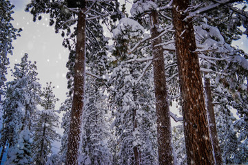 Fototapeta premium Snowy forest