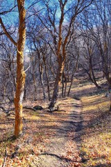 Naklejka premium Hiking Trails in Oquirrh, Wasatch, Rocky Mountains in Utah Late Fall with leaves. Backpacking, biking, horseback through trees in the Yellow Fork and Rose Canyon by Salt Lake City. United States of Am