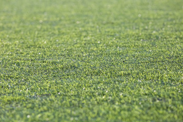 Artificial green lawn. Background. The texture of the grass.