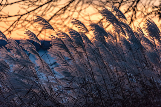 dry grass in the sunset