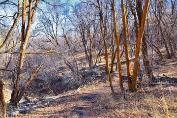 Hiking Trails in Oquirrh, Wasatch, Rocky Mountains in Utah Late Fall with leaves. Backpacking, biking, horseback through trees in the Yellow Fork and Rose Canyon by Salt Lake City. United States of Am