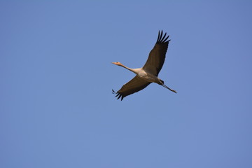 The stork