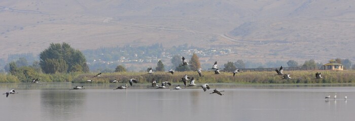 flock of storks is flying above lake