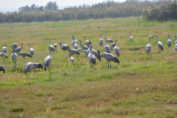 Obraz na płótnie Canvas flock of storks in the field