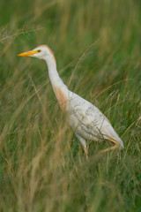 Cattle Egret (Bosluis Voël) in green Grass