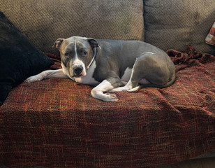dog has snuck onto your couch