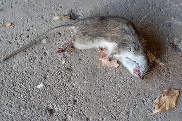 dead ratt has been exterminated and must be disposed of