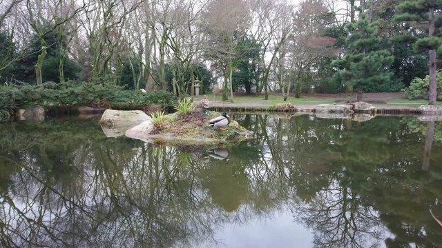Two ducks standing on a quartzite rock in water garden