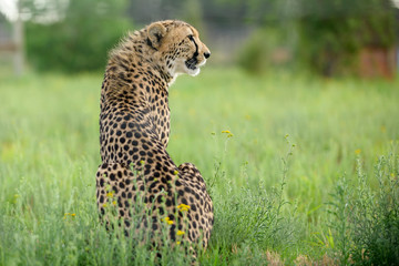 Cheetah in Green Grass from South Africa
