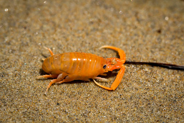 ein krebsartiges Tier am Strand am pazifischen Ozean