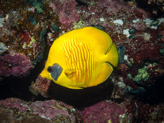 masked butterflyfish on coral reef in red sea