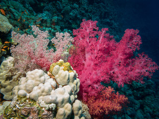 colorful coral reef in red sea