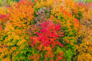 Atumn colors in an urban park.Background