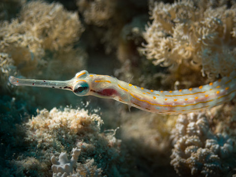 guilded pipefish on coral reef in red sea