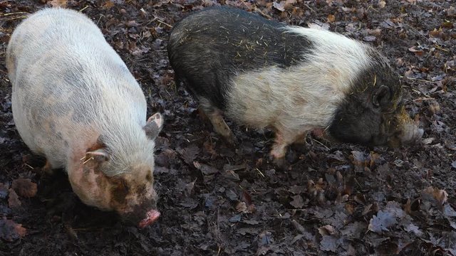 Close up of two Pot-Bellied Pig standing around in the dirt in autumn.