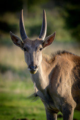 Young Eland Bull Calf in Green Grass