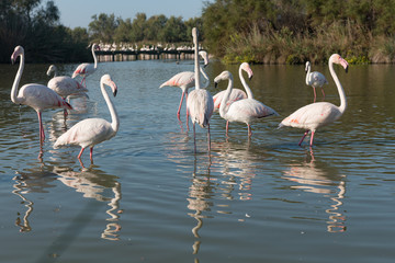 Pink flamingo of the Camargue, France