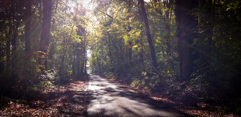 Fototapeta premium autumn in the forest