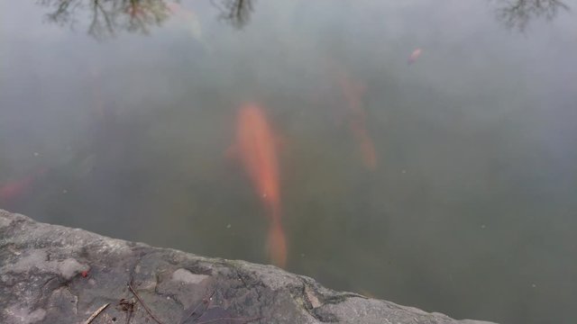 Orange colored carp fish swimming in the water
