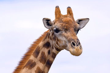 Giraffe with Blue sky  in Free State