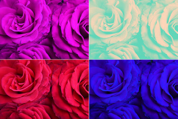 Collage from many images of different color roses